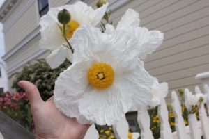 Mendocino Poppy